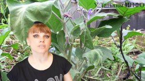 ПЛОХО растут БАКЛАЖАНЫ - в чём причина? СРОЧНО сделайте ЭТО !!!