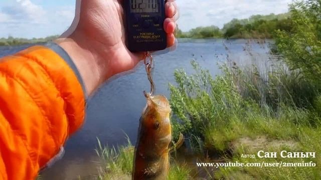 Клюнул залетный окунь на 200 грамм - Рыбалка на Larva от Fanatik
