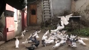 Голуби Авакова Артура в Кисловодске 25 11 2023