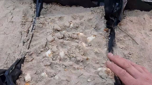 Укоренение и охлаждение луковици тюльпана.Поливы, влажность. Выгонка тюльпана к 8 марта. смотреть онлайн