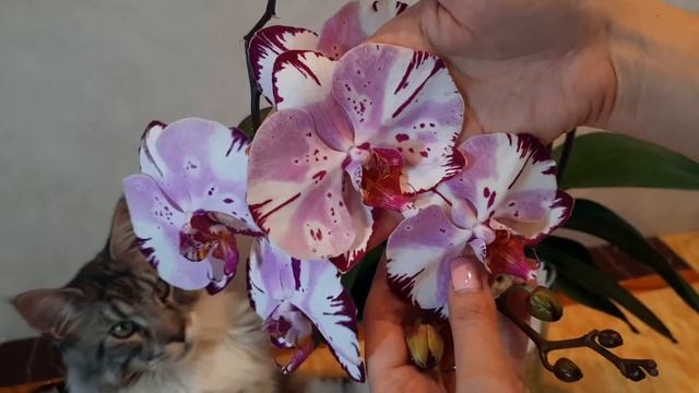 Орхидеи ДОЛГОцветущие. Сорта в розовом: Jiuhbao Fairy, Magic Art смотреть онлайн