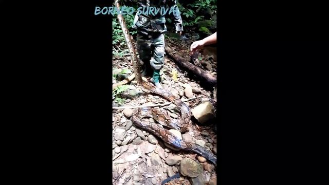 Man catching a long python ; survival in borneo rainforest jungle