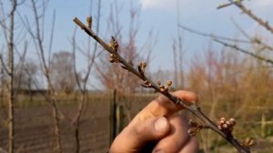 Как отличить плодушку от вегетативного побега