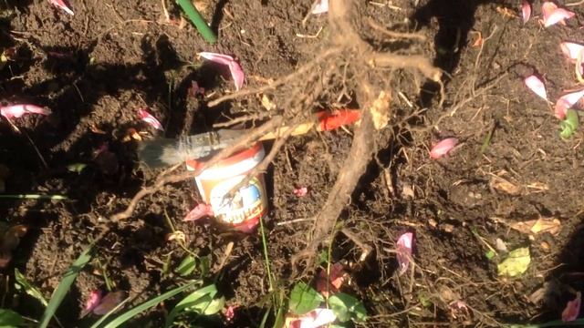 Розы. Посадка роз с заглублением корневой шейки. Быть или не быть? Вот в чем вопрос! смотреть онлайн