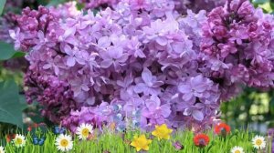 Сирень обыкновенная Эдвард Хардинг ? Обзор: посадка и уход. крупномеры: описание и особенности