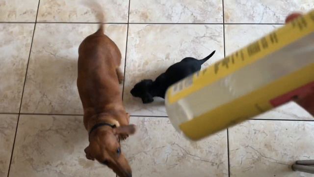 Средство от клещей смотреть онлайн