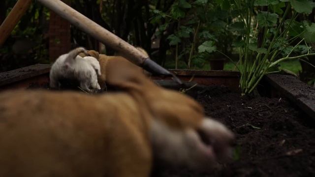 Cooking QUINCE DISHES in Season for a Perfectly Delicious Dinner смотреть онлайн