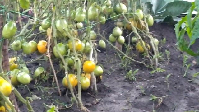 Чумаченки і жнива 2022 року. Робимо Дідуха смотреть онлайн