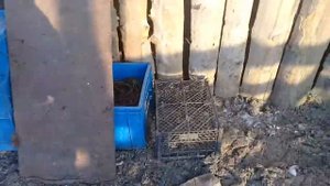 Утки начали нестись