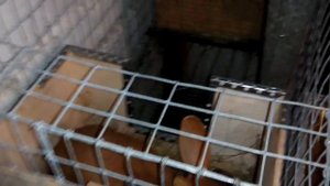 Крольчиха родила не в гнезде