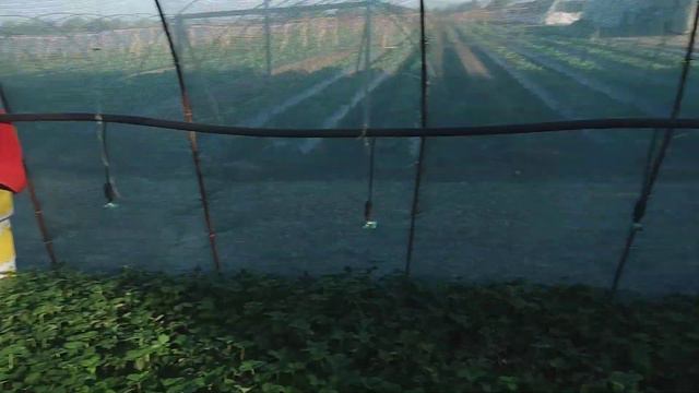 как выращивается кассетная рассада