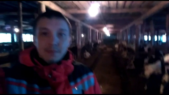 Приехали с Инспекцией на ферму КРС. В продаже 320 голов КРС. +79063333941 смотреть онлайн