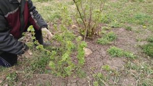Как размножить смородину (часть 2)
