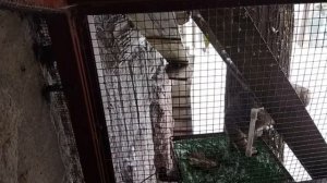 ?Кот Манул Тимофей любит не перепёлок, а сам процесс охоты