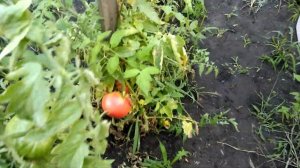 ПОМИДОРЫ ЧЕРНЫЙ ПРИНЦ !!!