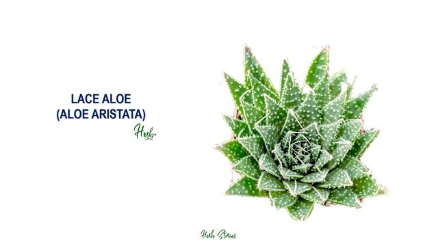 71 ALOE SPECIES | HERB STORIES смотреть онлайн
