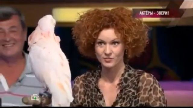 Попугай Савелий - МЕГАартист смотреть онлайн