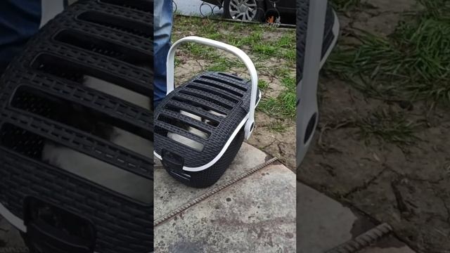 Пулковская придворная Белочка вернулась из ветклиники