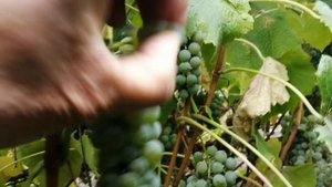 Виноград в Сибири. На участке Юрия Гузеева
