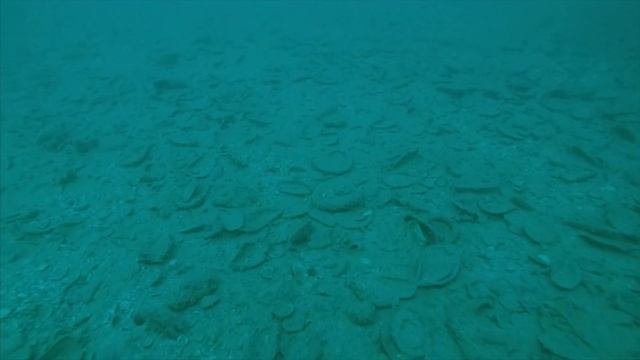 Deep Dive | PADI | Глубоководное погружение