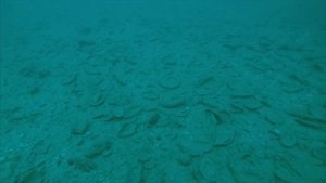 Deep Dive | PADI | Глубоководное погружение