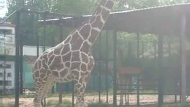 Жирафенок смотреть онлайн