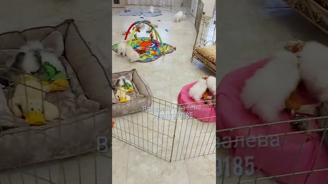 шпицы микро мишки,малые и померанцы