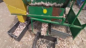 Калибровщик головок чеснока, производительность - 800 кг/ч