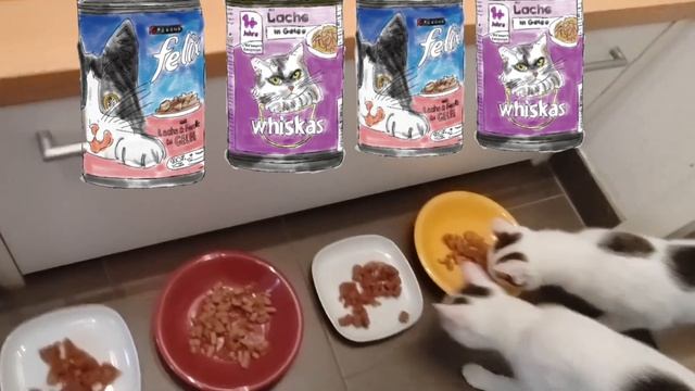 Whiskas oder Felix? Katzenfutter Vergleich und Geschmackstest!