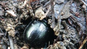Жук закапывается в землю, навозник обыкновенный, Dung Beetle hiding in the ground
