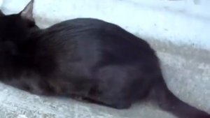 Бенгал окрас  меланистик