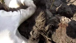 ЧЕСНОК от А до Я! ВАЖНО! Уборка урожая в срок