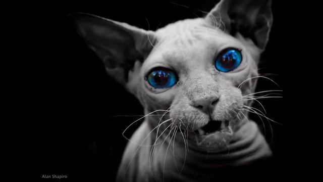 Петербургский сфинкс, или петерболд (Peterbald Cat) породы кошек( Slide Show)!
