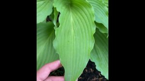 Hosta LOVE SONG (Хоста ЛАВ СОНГ)все о ней в описании.Сад хост в Бийске