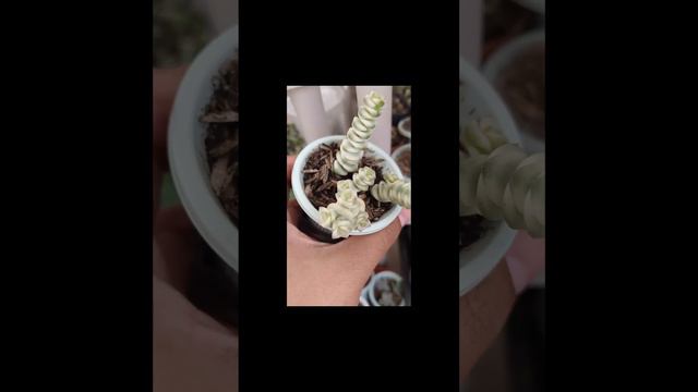 short Crassula marnieriana variegada 