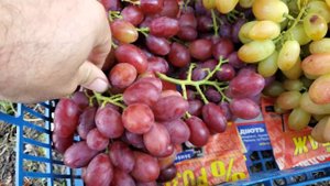 Виноград АРІЯ та БРИГАДИР