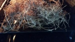 Суррогатный кофе из корней пырея