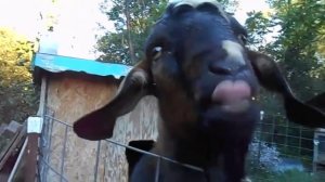 Общительный козел разговаривает как ребенок. Funny goat. Kid's talk.