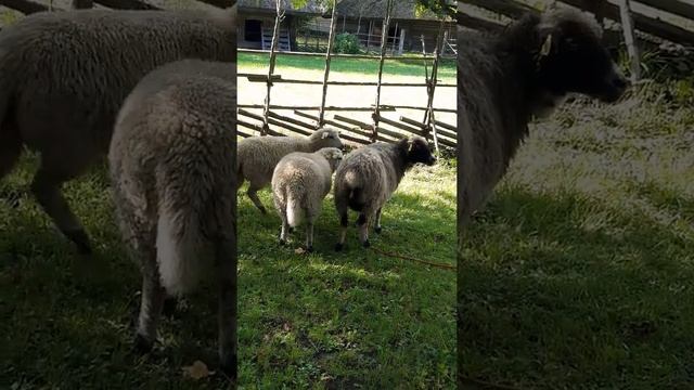 Рок аль Маре таллин.Музей под открытым небом.