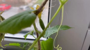 Как правильно опылять огурцы?!