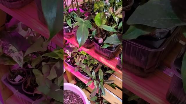 А вы хорошо себя вели? Кто вам нервы трепет?сингониум моттлед