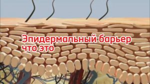 Эпидермальный барьер. Что это такое и как работает. Как предохраняет нас и за счет чего