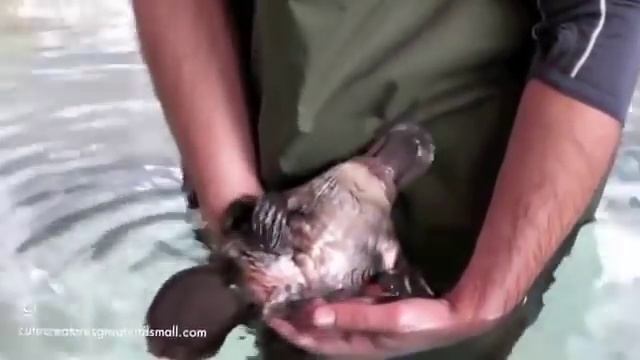 Маленький утконос резвится! Забавное видео смотреть онлайн