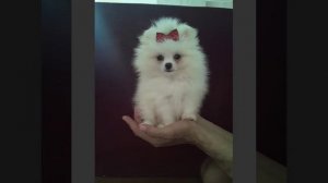 купить шпиц в Тольятти