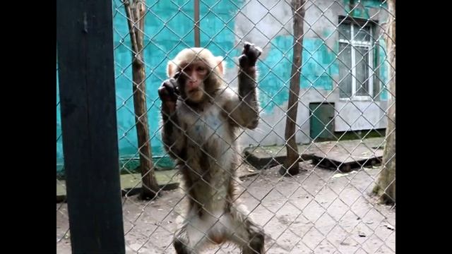 Обезьяны любят лук перо Чуть ли не драки за него! Monkeys love the feather bow Almost fights for hi смотреть онлайн