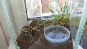 Кормление паука-волка