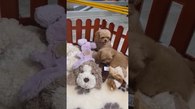Мальтипу мини Родители щеночков : Мама Корея, Папа микро привезен из Тайланда  #maltipoo #мальтипу