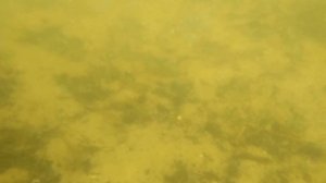 Ловля окуня летом на мормышку