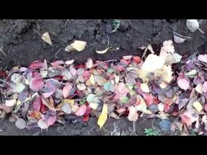 Подзимнее черенкование кустарников и РОЗ.