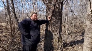 Огромная сибирская ИВА или просто тальник